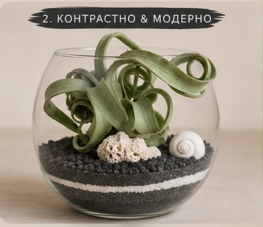 Glass terrarium with plants, rocks, and a shell on a neutral background