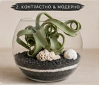 Glass terrarium with plants, rocks, and a shell on a neutral background