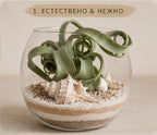 Glass terrarium with green plant, seashells, and sand on a beige background