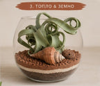 Glass terrarium with plants, shells, and pebbles on a neutral background