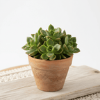 Green succulent plant in a terracotta pot on a light wooden surface with a white background