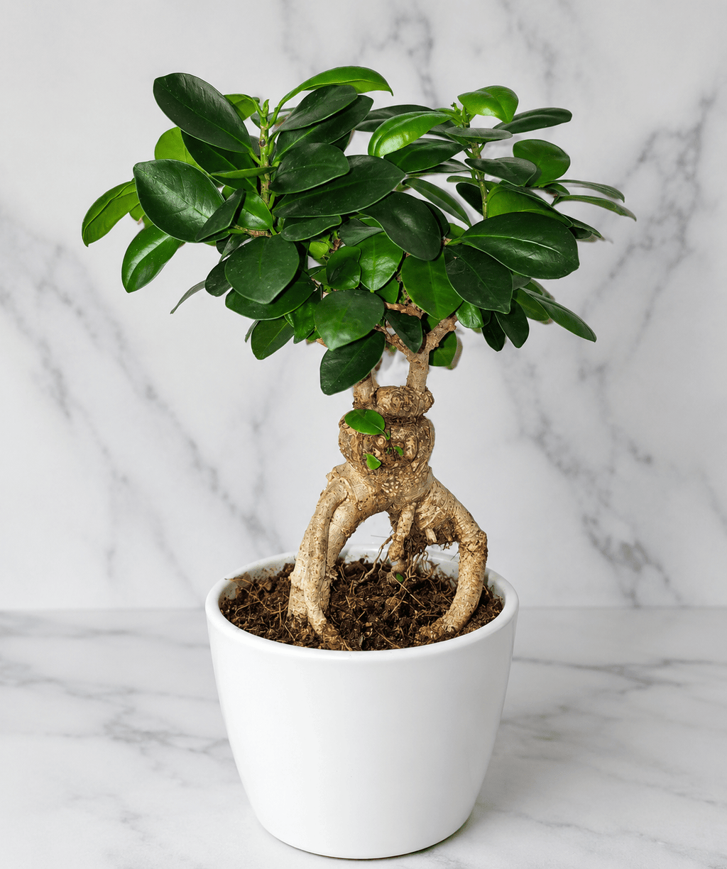 A potted Ficus bonsai-style plant with glossy green leaves and a twisted natural trunk, shown in a white ceramic pot on a white marble surface against a white marble wall.