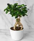 A potted Ficus bonsai-style plant with glossy green leaves and a twisted natural trunk, shown in a white ceramic pot on a white marble surface against a white marble wall.