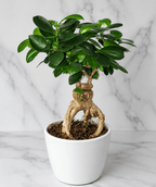 A potted Ficus bonsai-style plant with glossy green leaves and a twisted natural trunk, shown in a white ceramic pot on a white marble surface against a white marble wall.