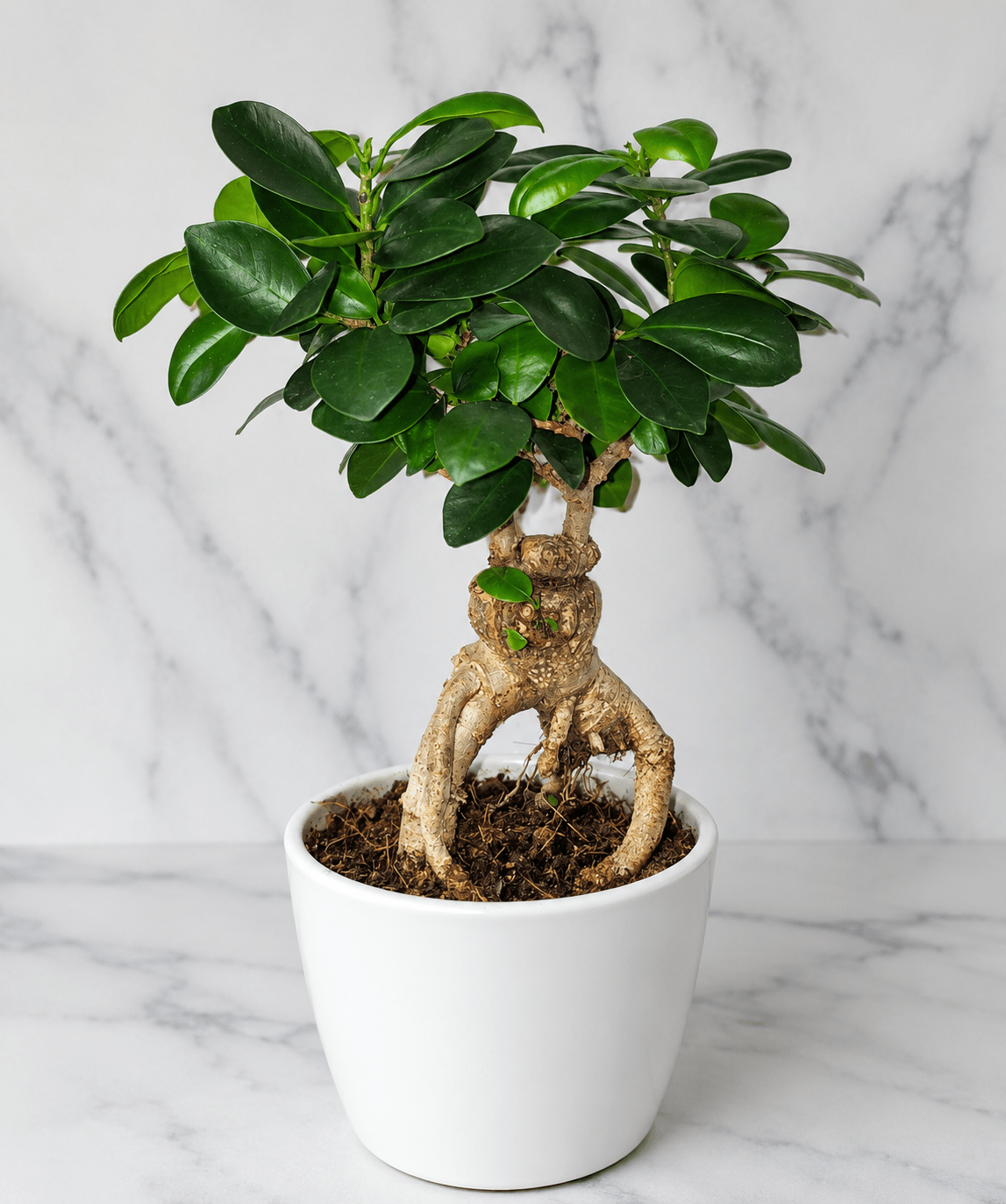 A potted Ficus bonsai-style plant with glossy green leaves and a twisted natural trunk, shown in a white ceramic pot on a white marble surface against a white marble wall.
