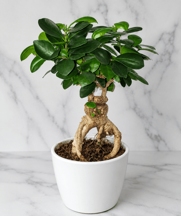 A potted Ficus bonsai-style plant with glossy green leaves and a twisted natural trunk, shown in a white ceramic pot on a white marble surface against a white marble wall.
