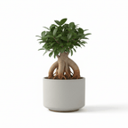 Ficus ginseng (Small)