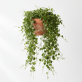 Ficus pumila (Creeping Fig)