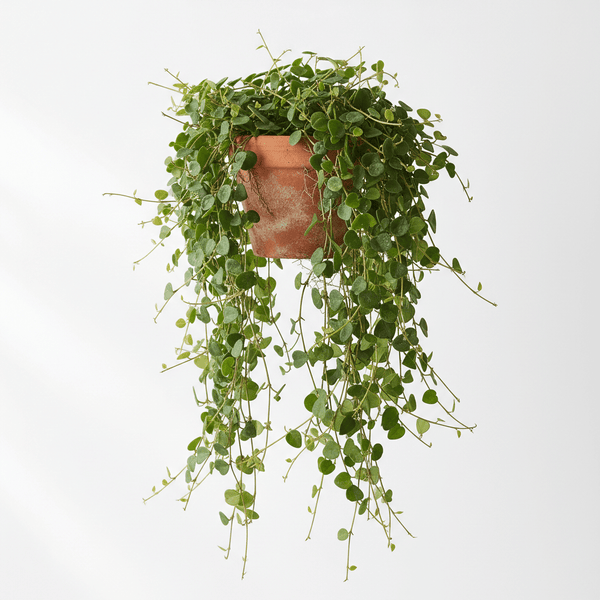Ficus pumila (Creeping Fig)
