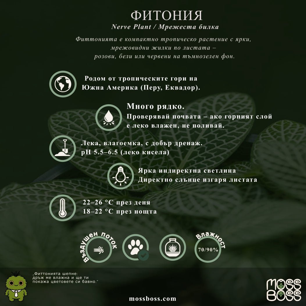 Fittonia (Nerve Plant) MossBoss