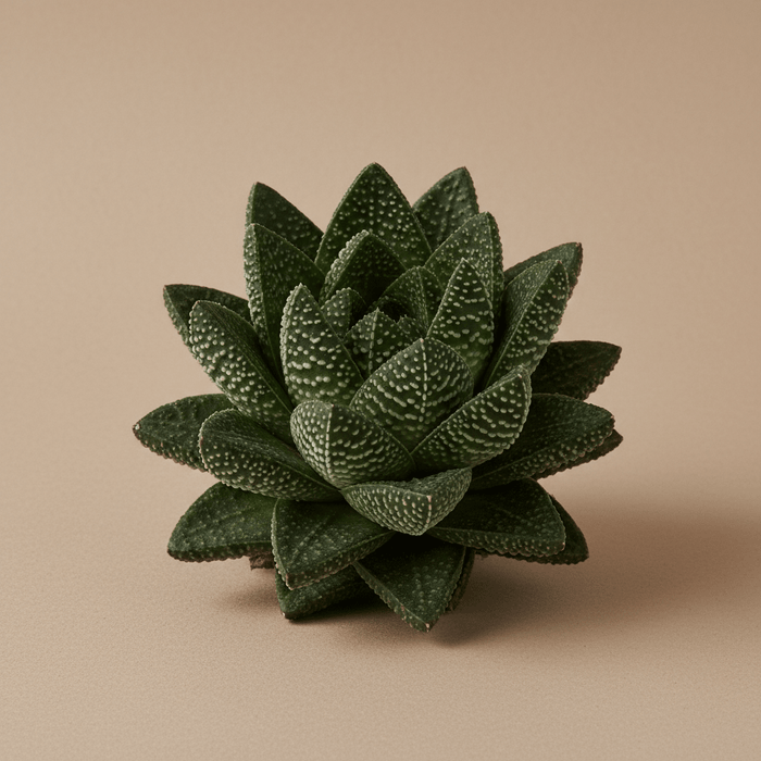Green succulent plant on a beige background