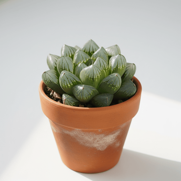 Potted succulent plant on a white background