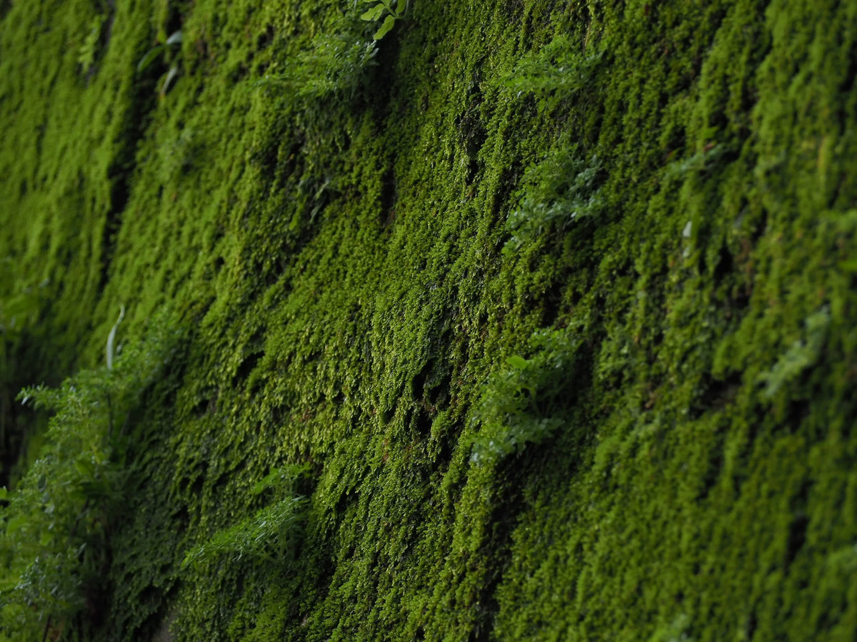 Close-up of a green moss-covered surface