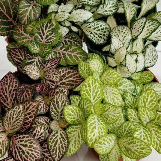 Three small potted plants with variegated leaves on a white surface.