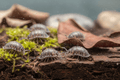 Isopods (Terrarium Detritivores) Close up