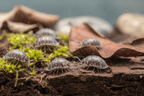 Isopods (Terrarium Detritivores) Close up
