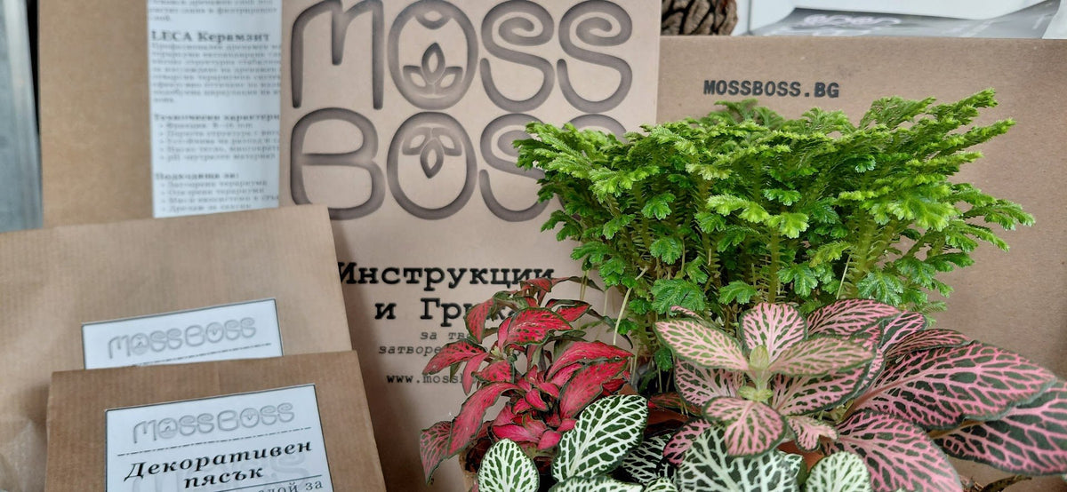 Moss and plant packaging with 'MOSSBOSS' branding and plant materials.