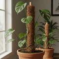 Moss pole for supporting climbing and upright houseplants. Helps guide growth naturally in pots and open containers.
