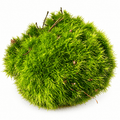 Live Cushion Moss