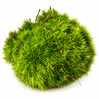 Live Cushion Moss