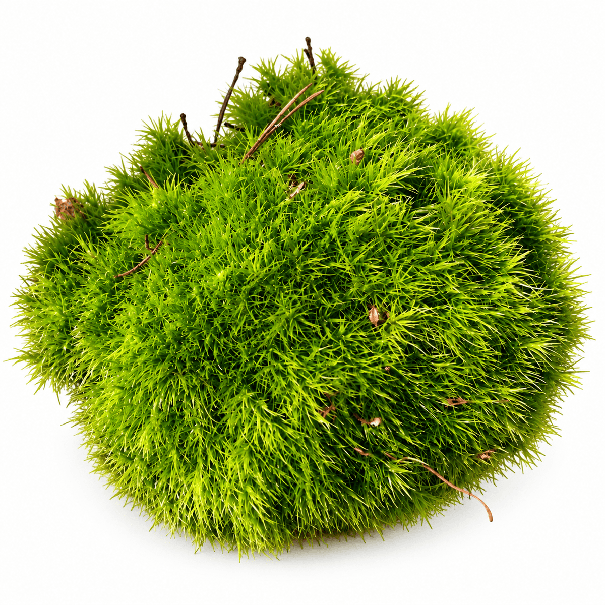 Live Cushion Moss