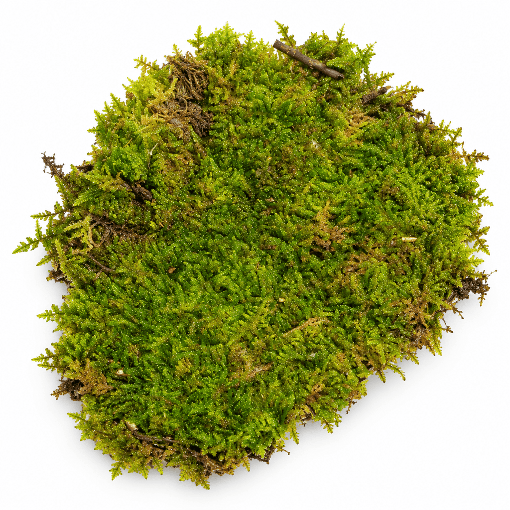 Live Sheet Moss