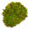 Live Sheet Moss
