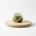 Rotating display base for terrariums and plant arrangements. Designed for calm observation and presentation.