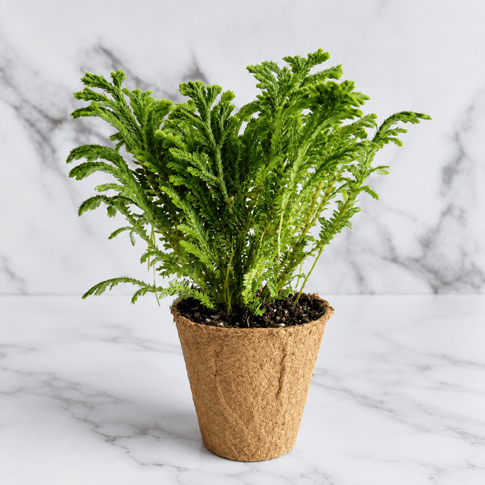 A small green leafy plant in a brown biodegradable paper cup pot, set against a white marble background.