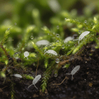 Springtails (Terrarium Cleanup Crew)