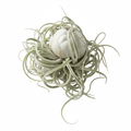 Tillandsia caput-medusae