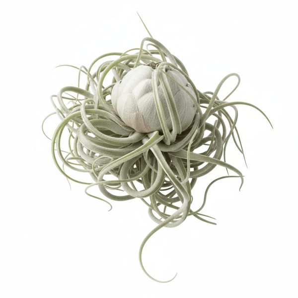 Tillandsia caput-medusae