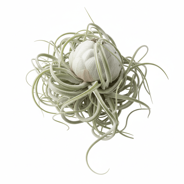 Tillandsia caput-medusae