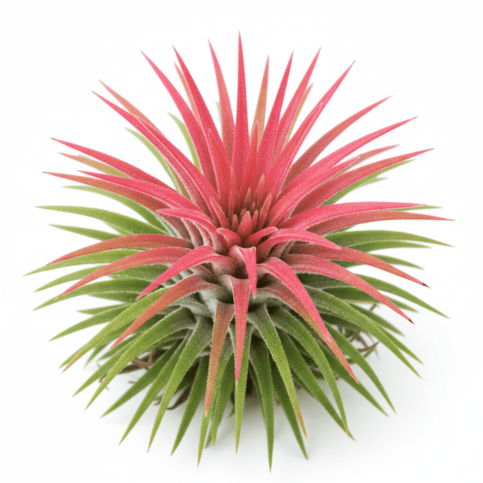 Tillandsia ionantha