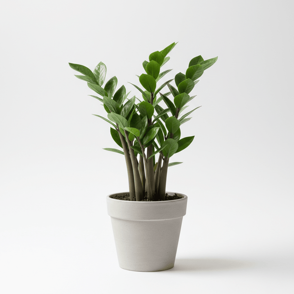 Zamioculcas (ZZ Plant, Small)